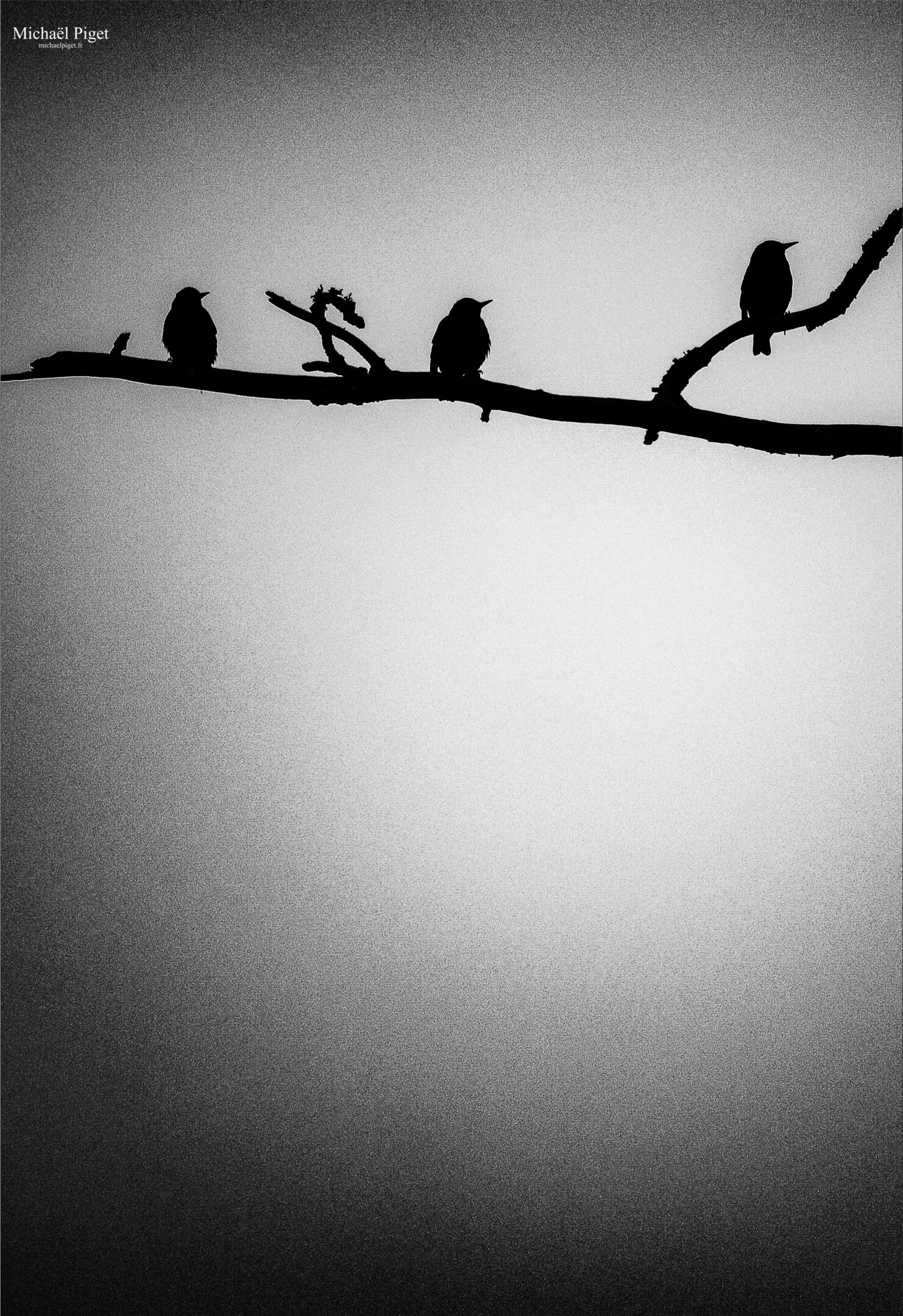 3 petits oiseaux michael piget photographies, villandry, indre-et-loire, 37510, savonnières, ballan-miré, langeais, mode, nature, portrait, concert, mariage, famille, tours métropole, noir et blanc.