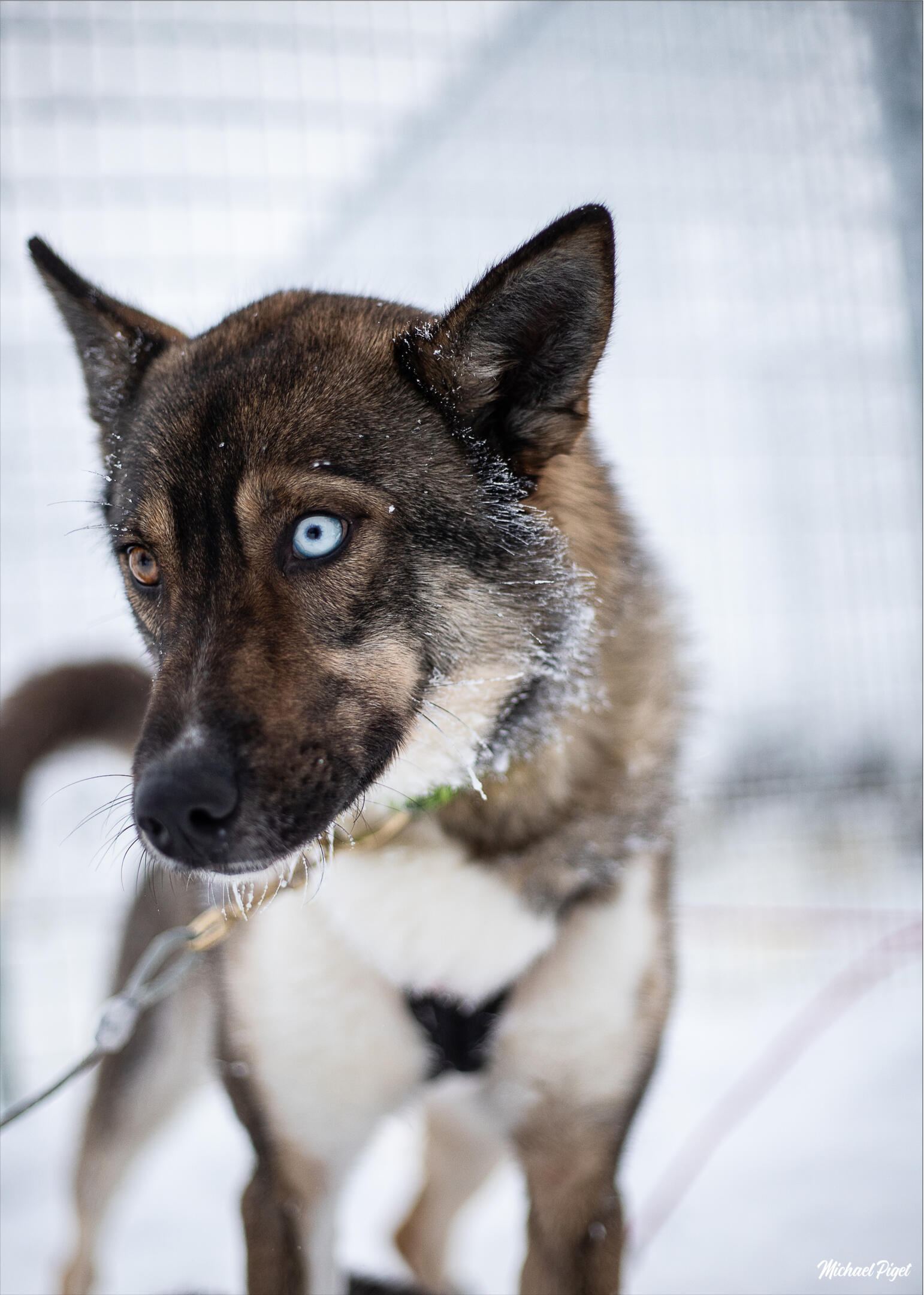 Huskies Huskies